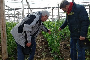 Экологические чистые овощи выращивают в поселке Горный Оренбургского района